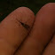 Mosquito
