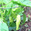 Banana Pepper