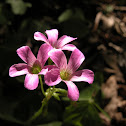 Violet Woodsorrel