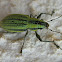 Weevil