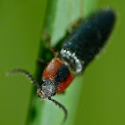 Click beetle