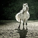 Pony
