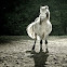 Pony