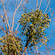 European Mistletoe