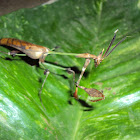 Violin Mantis
