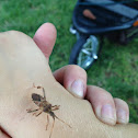 Western Conifer Seed Bug