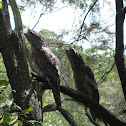 Tawny Frogmouth