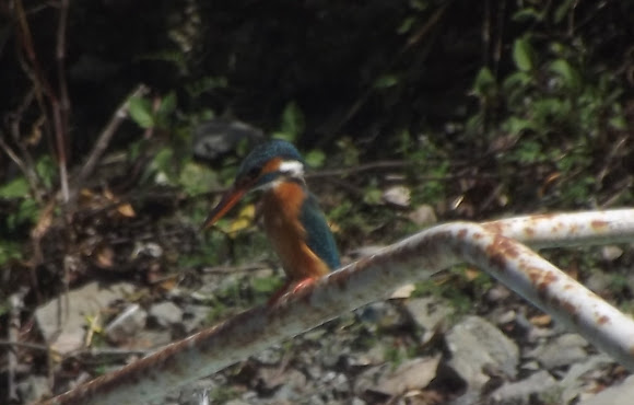 Spotting Image 1