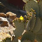 Nopal, chumbera, cactus
