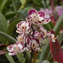 Orchid