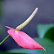 Anthurium~