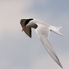 BirdPics