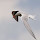 BirdPics