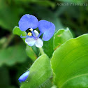 Commelina