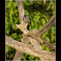 Ashy Drongo