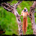 Speckled Mousebird