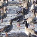 Cackling Geese