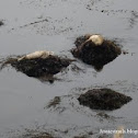 Harbor Seal