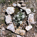 Stella alpina, edelweiss