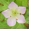 Wild Geranium
