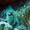 Caribbean Reef Octopus