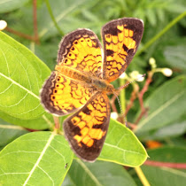 Biodiversity of MCS Grounds