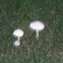 Destroying angel