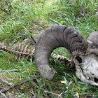 Bighorn sheep