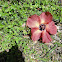 Sea Hibiscus