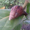 Snail