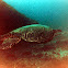 green sea turtle