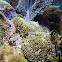 Sun anemone