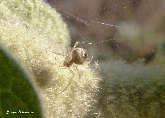 Spotting Image 1