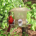 Cardinal