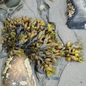 Seaweed