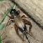Field Cricket