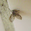 Bathroom fly / Moth fly