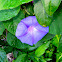 Blue Morning Glory