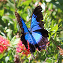 Blue Ulysses Butterfly or Blue Mountain Butterfly