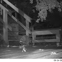 Raccoon