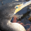 Double-crested Cormorant
