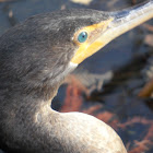 Double-crested Cormorant