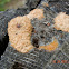 Slime mold