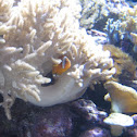 Clownfish