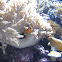 Clownfish
