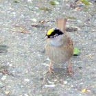 Golden Crowned Sparrow