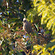 Speckled Mousebird