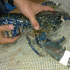 Femia de Lumbrigante