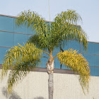 Queen palm