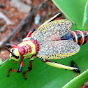Koppie foam grasshopper /milkweed locust
